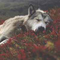 WolfiePhoenix