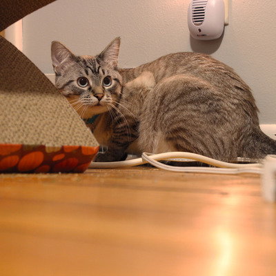 Minnie