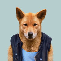 TheDingo