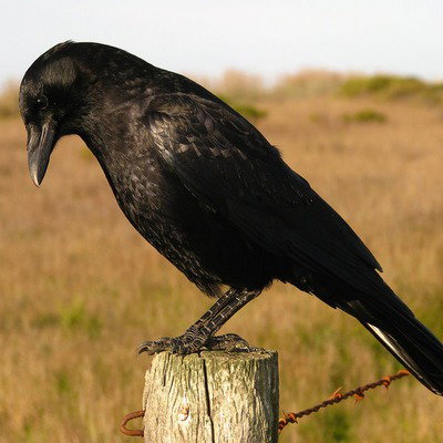 Al