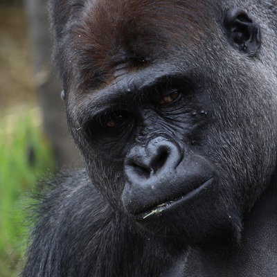 Gorilla's Playthrough