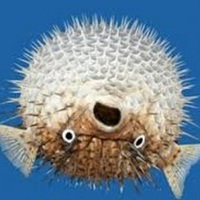Sensei PufferFish