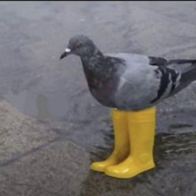 Code Pidgeon