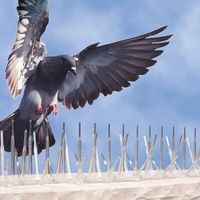 Bird Control