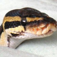Python