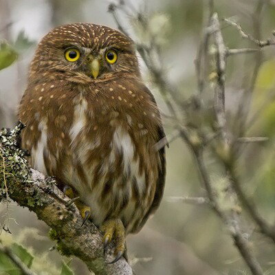 Owl Spencer