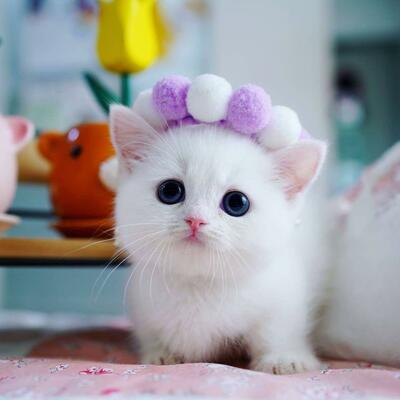 Cursed with Glorious Purpose