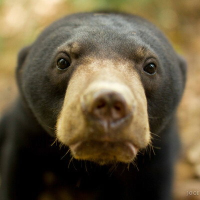 TheBearJar