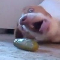 adroppedpickle