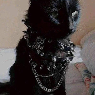 Doggone7