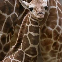 GiraffeForLife