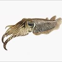 Cuttlefish3011
