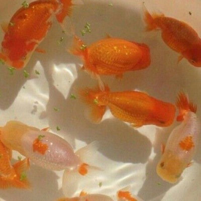 Fish