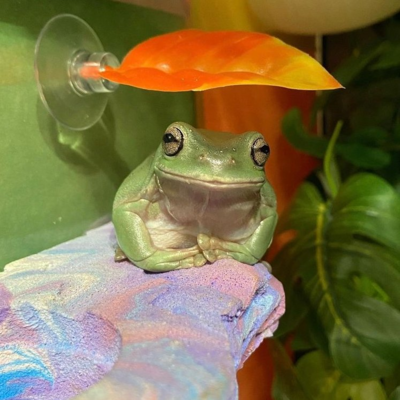 Frog