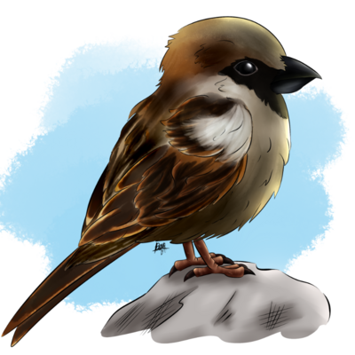Sparrow__VA