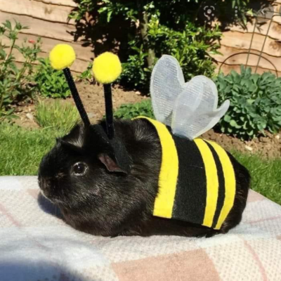 Bunny Bee