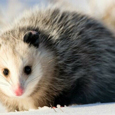 Opossum