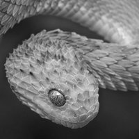 Serpentsaudiobook
