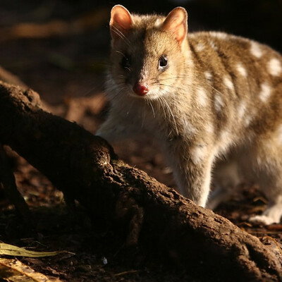 marsupial cat