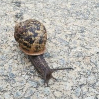 Clacla