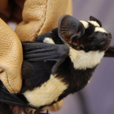 PiedBat