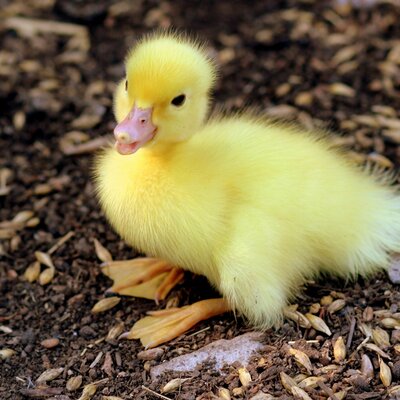 QuackletKev