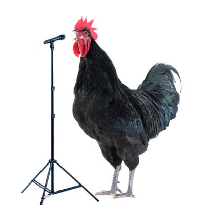 Rooster
