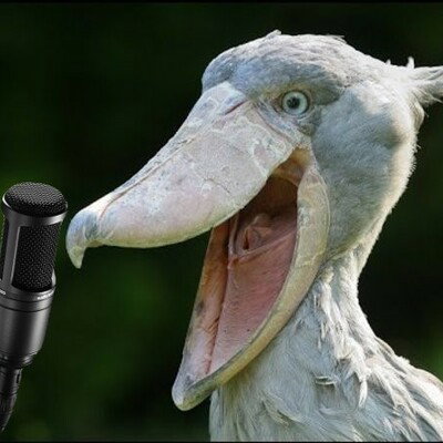 Shoebill at the ready