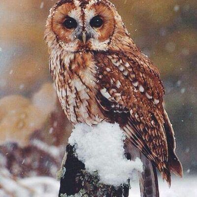 Sparrow_Katz
