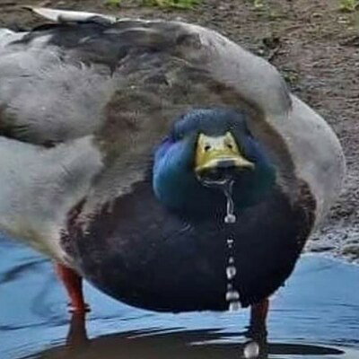 Hydrated Duck