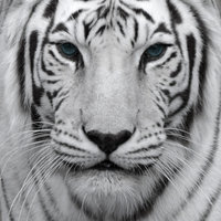 nickotiger