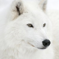 TideTheWolf