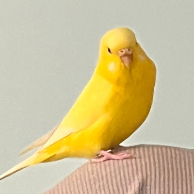 Leah