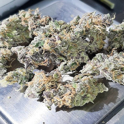 seedswiki