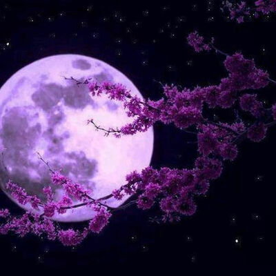 Starlight