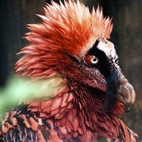 Erick Avian