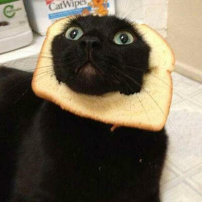 Cursed with Glorious Purpose