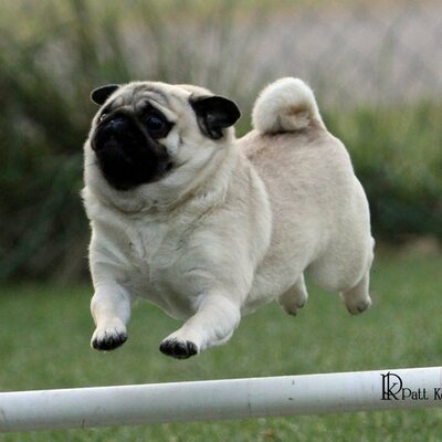 Pugmonster