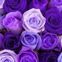 Rose1113