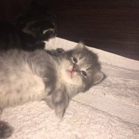 CrystalKitty