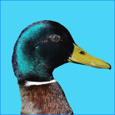 Blue Ducks