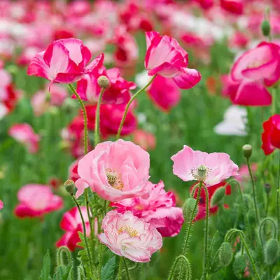 LittlePinkPoppies