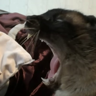 ShirukuKatze