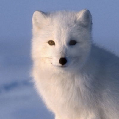 ArcticKitsune