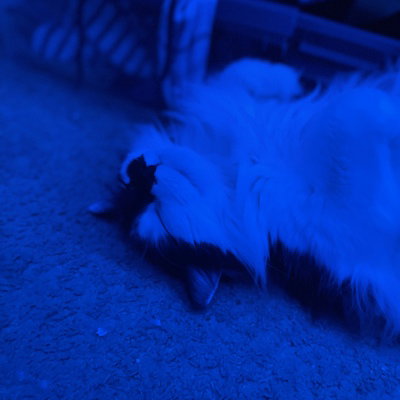 ToeSniffer