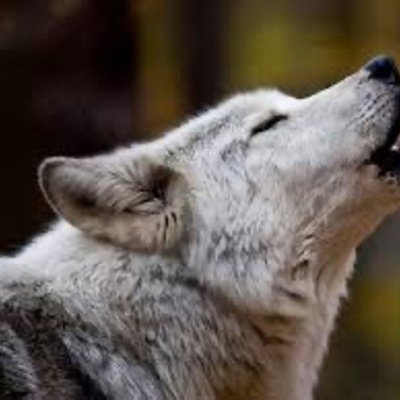 VineTheWolf