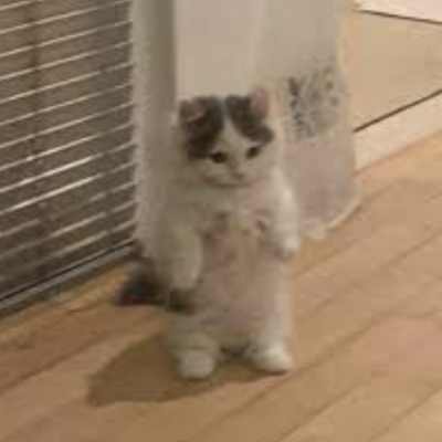 bunnycat