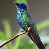 Totolica