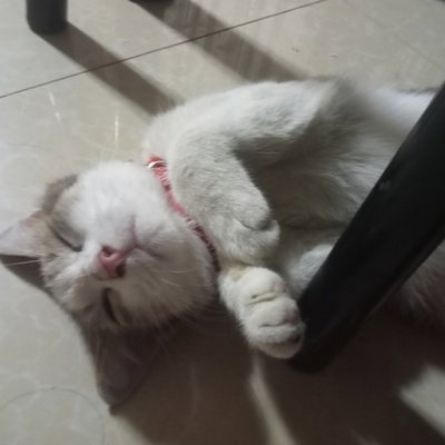 penelope