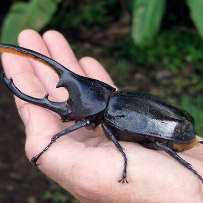 IndigoBeetle